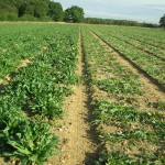 Woad before and after cutting.