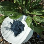 Woad powder 003